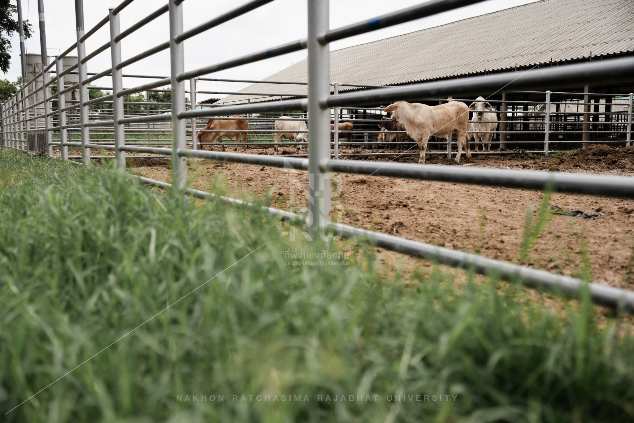 YZ Beef Cattle Farm in Si Khio District (9)